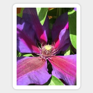 Stunning Purple Climbing Clematis Blooming Flower Power! Sticker